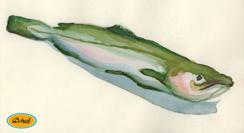 Charlotte Scheel akavarel water color fisk fish 