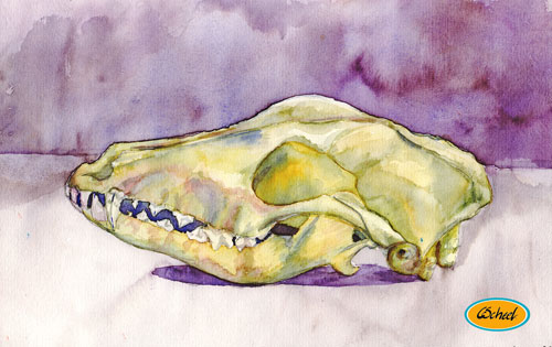 Charlotte Scheel akavarel water color kranium cranium