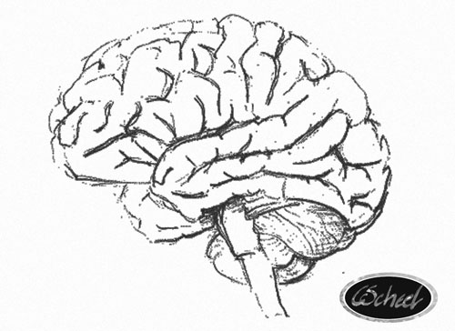 hjernen brain hjernen tegning drawing Charlotte Scheel