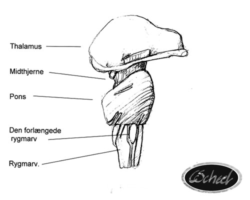 hjernen indre dele inner parts of the brain hjernen tegning drawing Charlotte Scheel