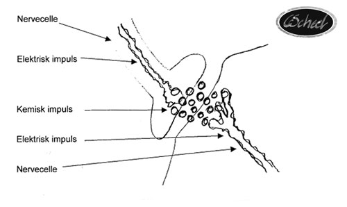 hjernens impulser synapser signaler brain tegning drawing Charlotte Scheel