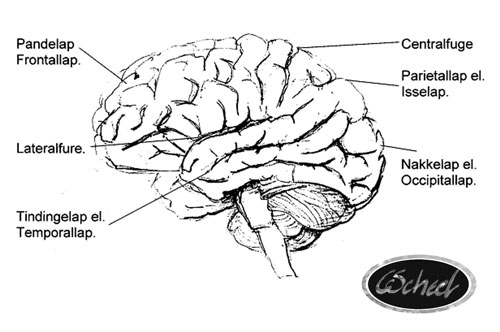 hjernens ydre side outside of the brain hjernen tegning drawing Charlotte Scheel