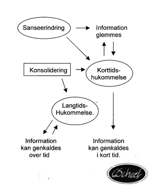 hjernen brain hjernen hukommelse memory tegning drawing  Charlotte Scheel