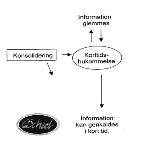 hjernen brain hjernen kort tids hukommelse memory tegning drawing Charlotte Scheel