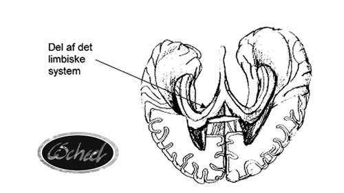 hjernen limbiske system of the brain hjernen tegning drawing Charlotte Scheel