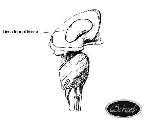 hjernen linse formet kerne parts of the brain hjernen tegning drawing Charlotte Scheel