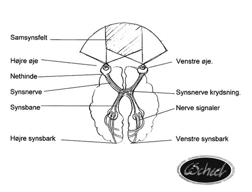 Charlotte Scheel hjernen the brain cognition kognition sight syn synsfelter visual cortex