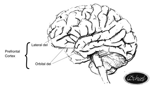 hjernen brain prefrontal cortex frontal lapperne hjernen tegning drawing Charlotte Scheel