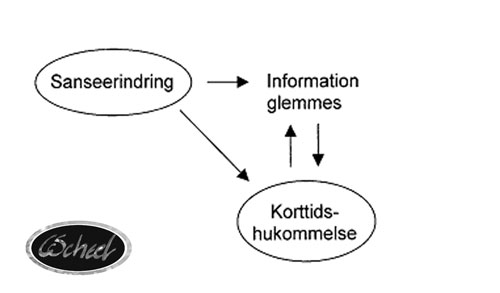 hjernen brain hjernen sanseerindring kort tids hukommelse memory tegning drawing Charlotte Scheel