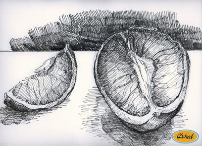 citrus citron drawing tegning charlotte scheel